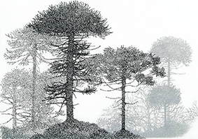 Araucarias-Elena-Nieves-dibujos-poliester_CLAIMA20131216_0025_14